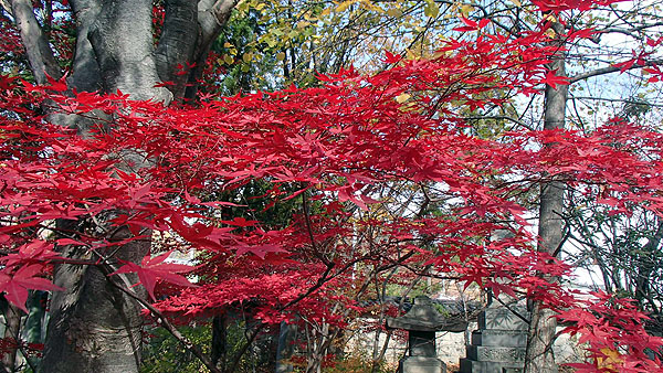 境内内のもみじ
